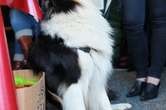Rebbelroth_Classic_2012_00859