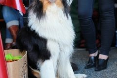 Rebbelroth_Classic_2012_00860